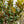 Load image into Gallery viewer, Edith Bogue Southern Magnolia - Magnolia - Flowering Trees