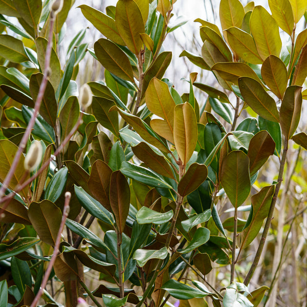 Edith Bogue Southern Magnolia - Magnolia - Flowering Trees