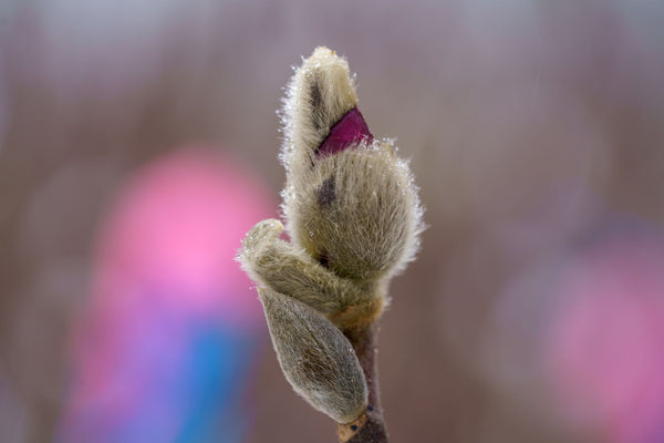 Jane Magnolia - Magnolia - Flowering Trees