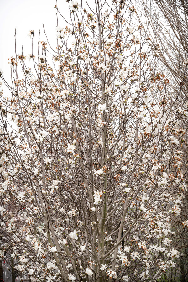 Merrill Magnolia - Magnolia - Flowering Trees