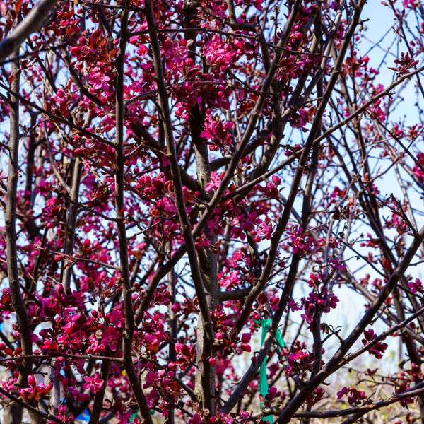 Cardinal Crabapple - Crabapple - Flowering Trees