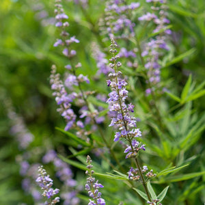 Pink Pinnacle Chaste Tree