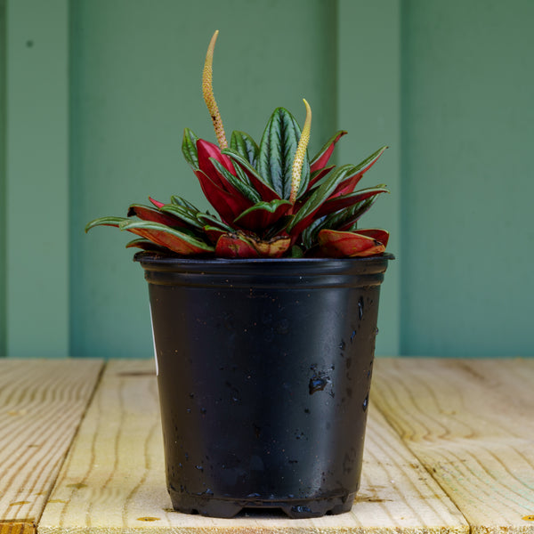 Assorted Peperomia - Peperomia - Houseplants
