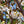 Load image into Gallery viewer, Snow Goose Flowering Cherry - Cherry - Flowering Trees