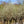 Load image into Gallery viewer, Snow Goose Flowering Cherry - Cherry - Flowering Trees