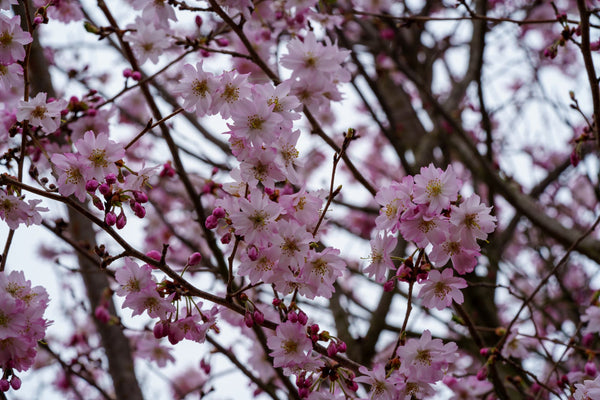 Autumnalis Higan Cherry - Cherry - Flowering Trees