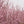 Load image into Gallery viewer, Autumnalis Higan Cherry - Cherry - Flowering Trees