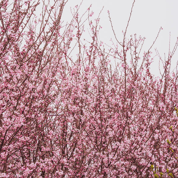 Autumnalis Higan Cherry - Cherry - Flowering Trees