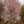 Load image into Gallery viewer, Autumnalis Higan Cherry - Cherry - Flowering Trees