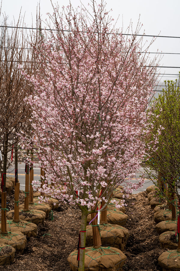 Autumnalis Higan Cherry - Cherry - Flowering Trees