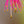 Load image into Gallery viewer, Okame Flowering Cherry - Cherry - Flowering Trees