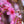 Load image into Gallery viewer, Okame Flowering Cherry - Cherry - Flowering Trees