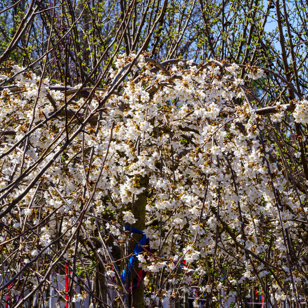 Snow Fountains Weeping Cherry - Cherry - Flowering Trees