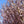Load image into Gallery viewer, Yoshino Cherry - Cherry - Flowering Trees