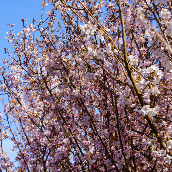 Yoshino Cherry - Cherry - Flowering Trees