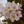 Load image into Gallery viewer, Yoshino Cherry - Cherry - Flowering Trees