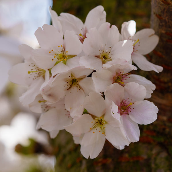 Yoshino Cherry - Cherry - Flowering Trees