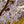 Load image into Gallery viewer, Yoshino Cherry - Cherry - Flowering Trees