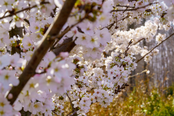 Yoshino Cherry - Cherry - Flowering Trees
