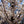 Load image into Gallery viewer, Yoshino Cherry - Cherry - Flowering Trees