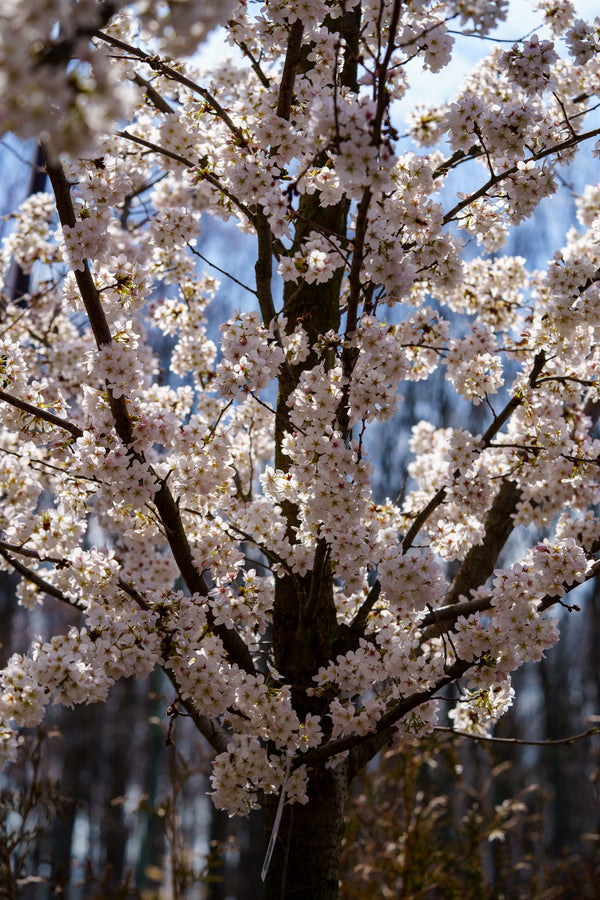 Yoshino Cherry - Cherry - Flowering Trees