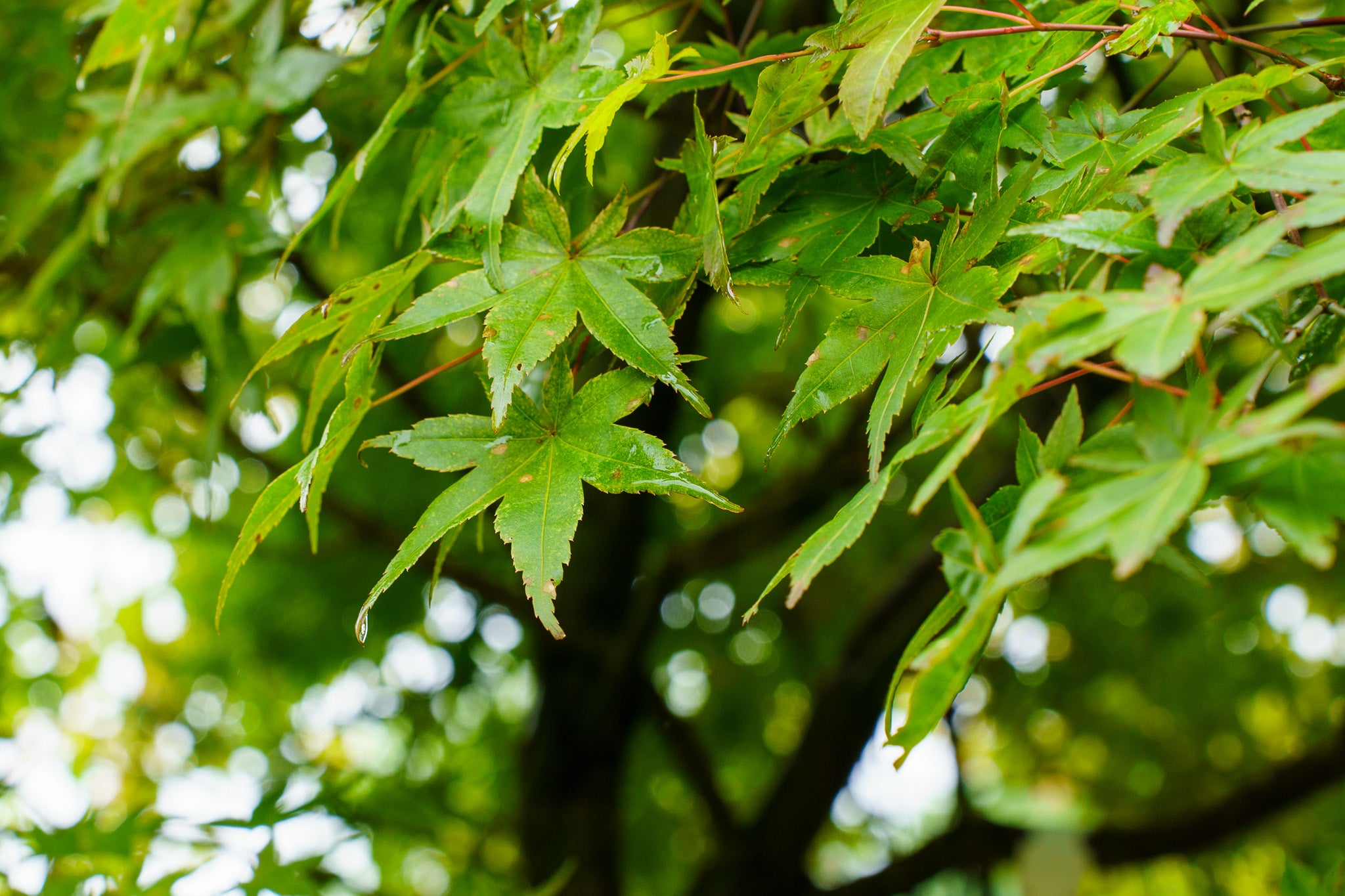 Japanese Maple: A Perfect Accent for NJ Landscapes | Plant Detectives