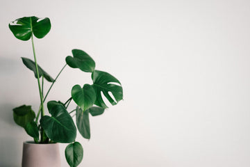 Best Big House Plants