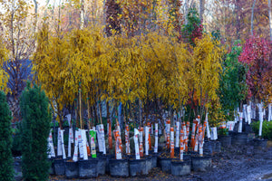 Bulk Honey Locust Trees