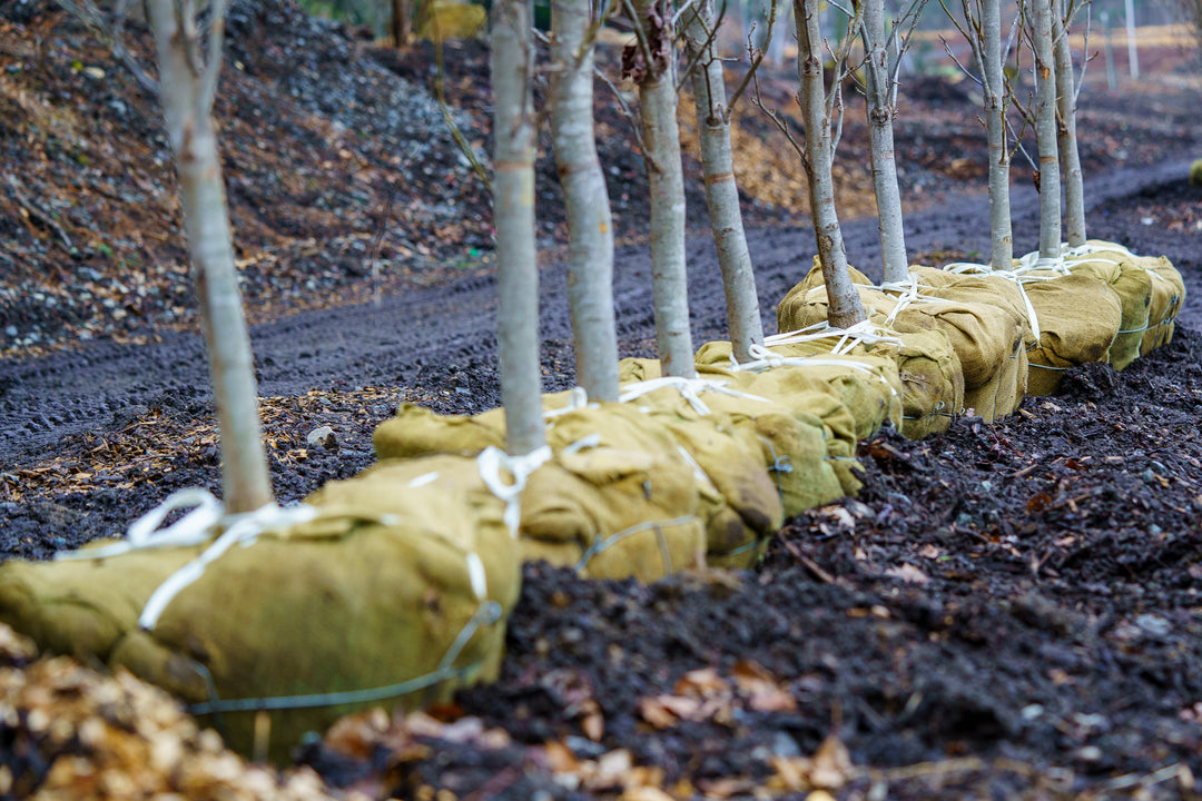 How to Buy Trees Online: A Comprehensive Guide – Plant Detectives