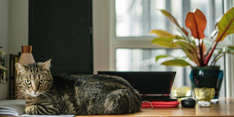 Cat-Safe House Plants: Pet-Friendly Greenery for Your Home  Plant  Detectives