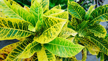 Colorful Indoor Plants