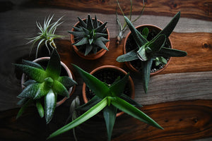 Common Houseplants