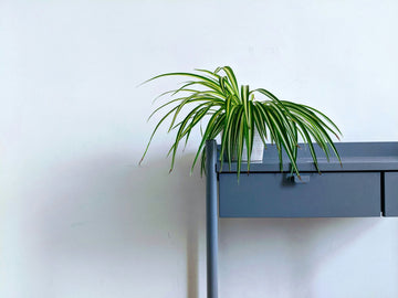 Indoor House Plants Decor