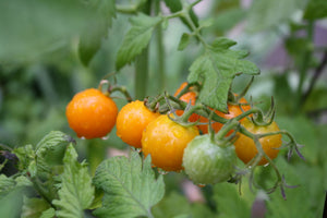 Ease and Convenience of Online Tomato Plants