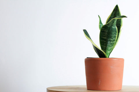 Easy Plants to Keep Alive: Perfect for Any Home  Plant Detectives