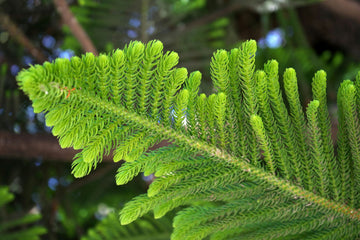 Evergreen Indoor Plants: Easy Care for Year-Round Greenery