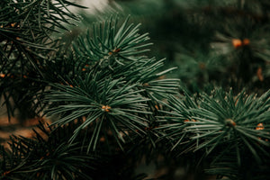 Evergreen Trees: A Guide to Timeless Greenery