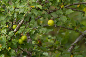 Find The Best Fruit Trees For Sale