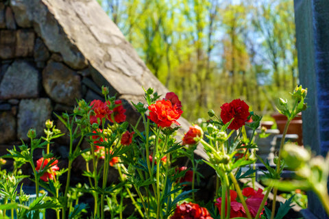 Finding the Best Plant Nursery Near Me  Plant Detectives