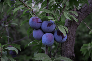 Fruit Trees Near Me