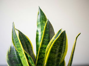 Best Indoor Plants for Low Light and Small Spaces