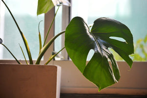 Houseplants for Sale: Affordable Indoor Greenery Made Easy