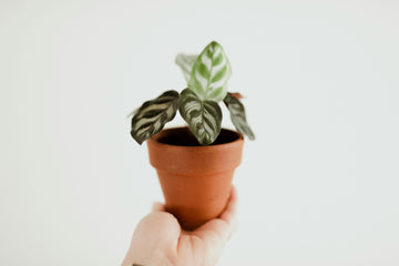 The Best Housewarming Plant Gifts