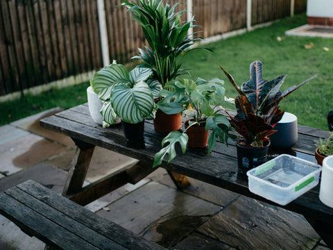 Comprehensive Plant Care Guide for Healthy Houseplants  Plant Detectives