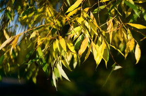 Landscaping For Privacy With Trees