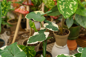 Mickey Mouse Alocasia