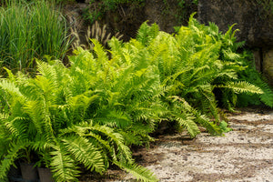 Bulk Ostrich Fern