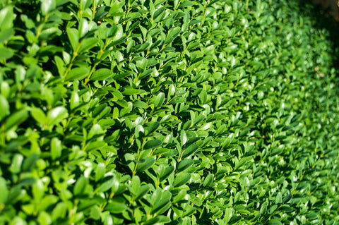 persimmon plant for sale Diospyrus virginiana main image 1