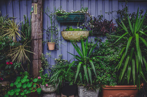 Patio Plants: Transform Your Outdoor Living Space