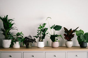 Small Houseplants